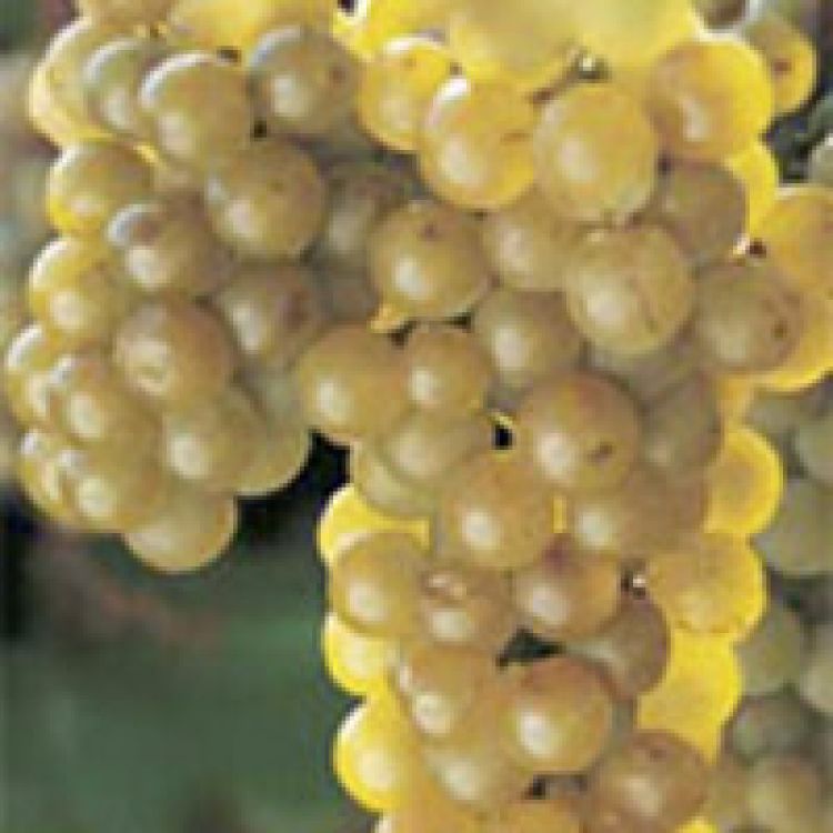 Buy La Crescent Grapevines