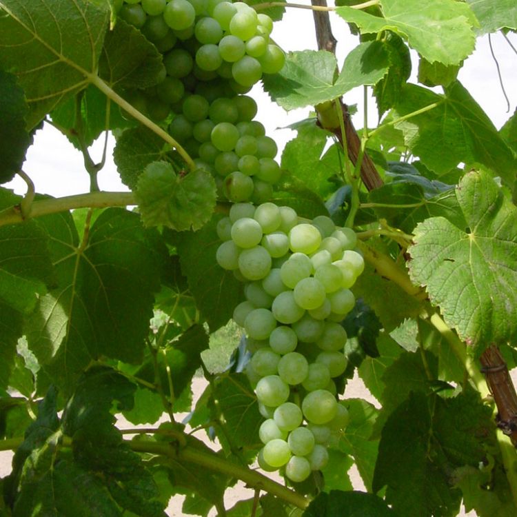 Buy Lakemont Grapevines