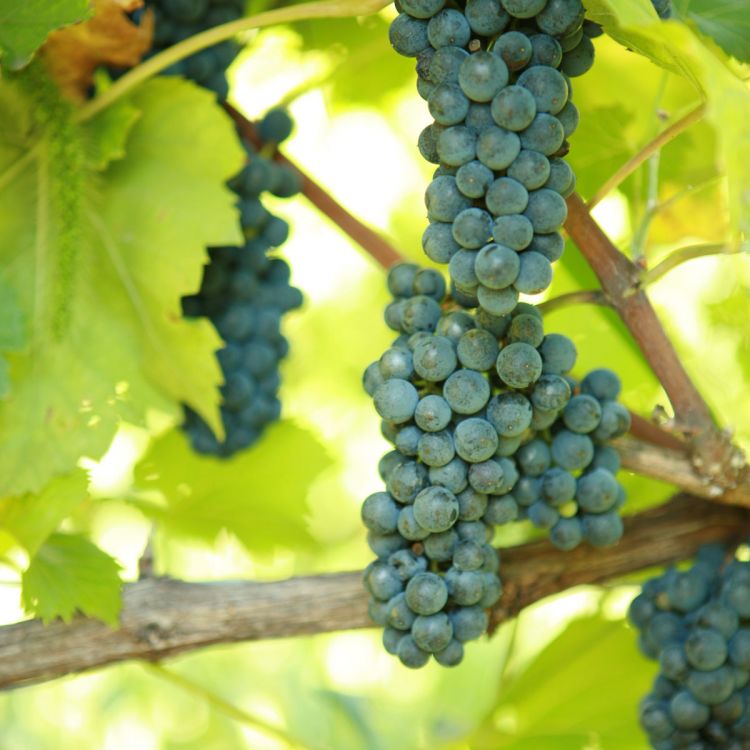 Buy Leon Millot Grapevines