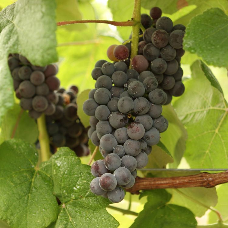 Buy Mars Grapevines