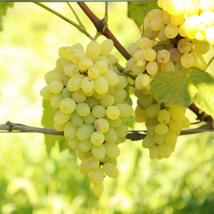 Buy Neptune Grapevines