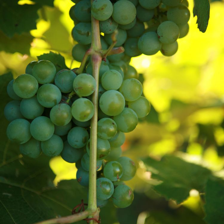 Buy Niagara Grapevines