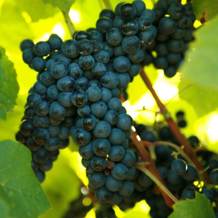 Buy Noiret Grapevines