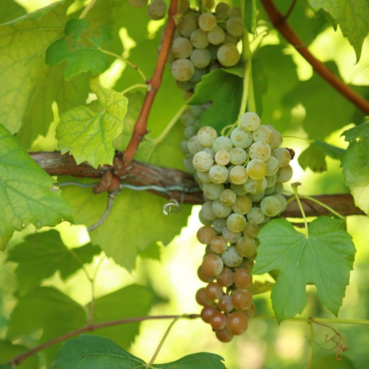 Buy Aromella Grapevines