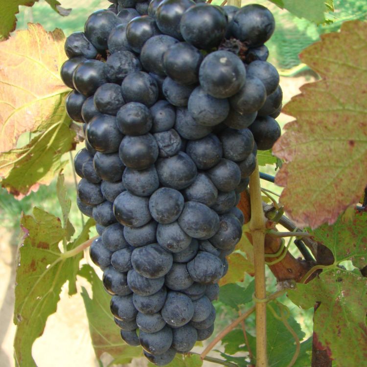Buy Petite Sirah Grapevines