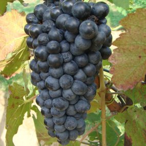 Petite Sirah - Grafted