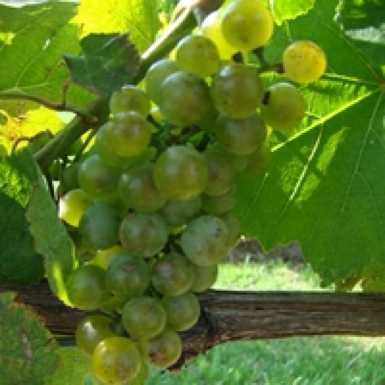 Buy Petit Manseng Grapevines