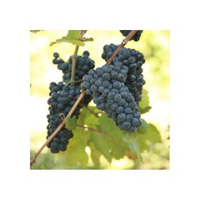 Pinot Noir - Grafted