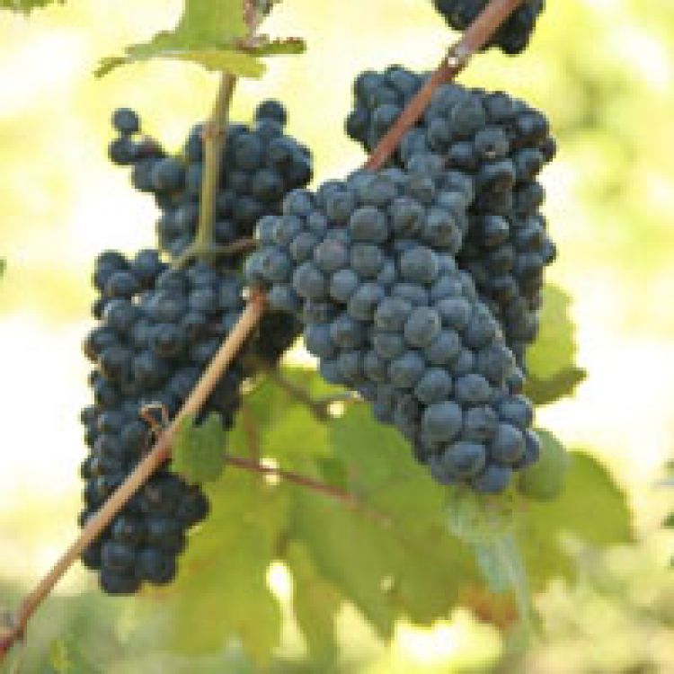 Buy Pinot Noir Grapevines