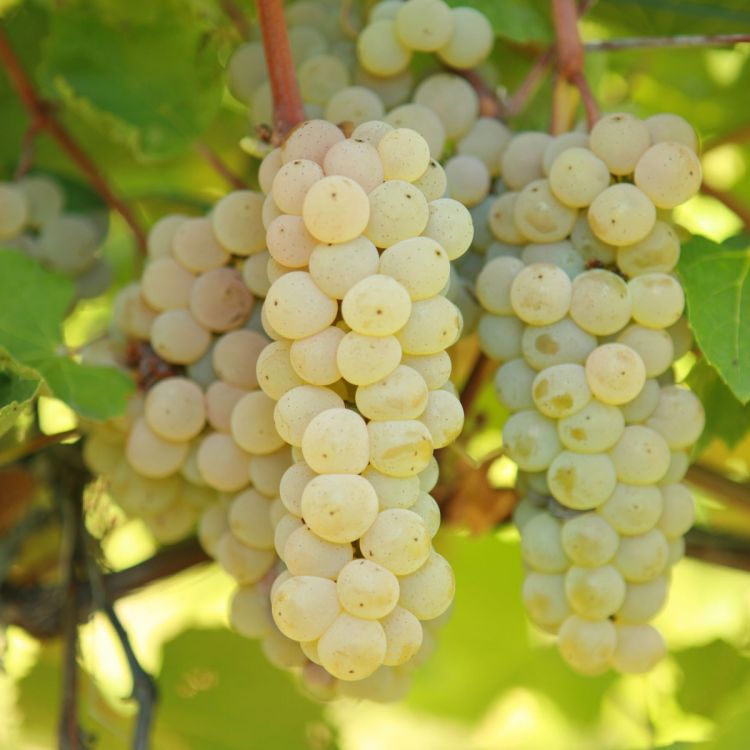 Buy Prairie Star Grapevines