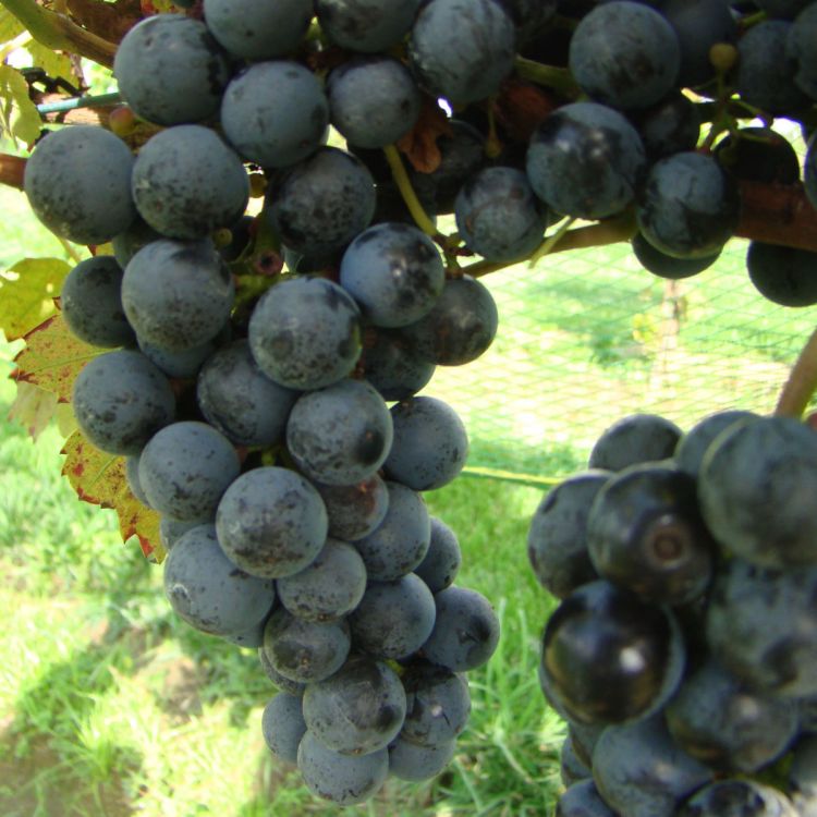 Buy Regent Grapevines