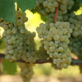 Riesling - Grafted
