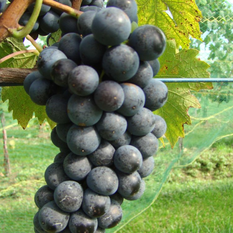 Buy Sangiovese Grapevines