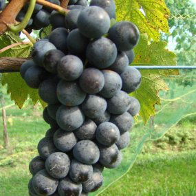 Sangiovese - Grafted