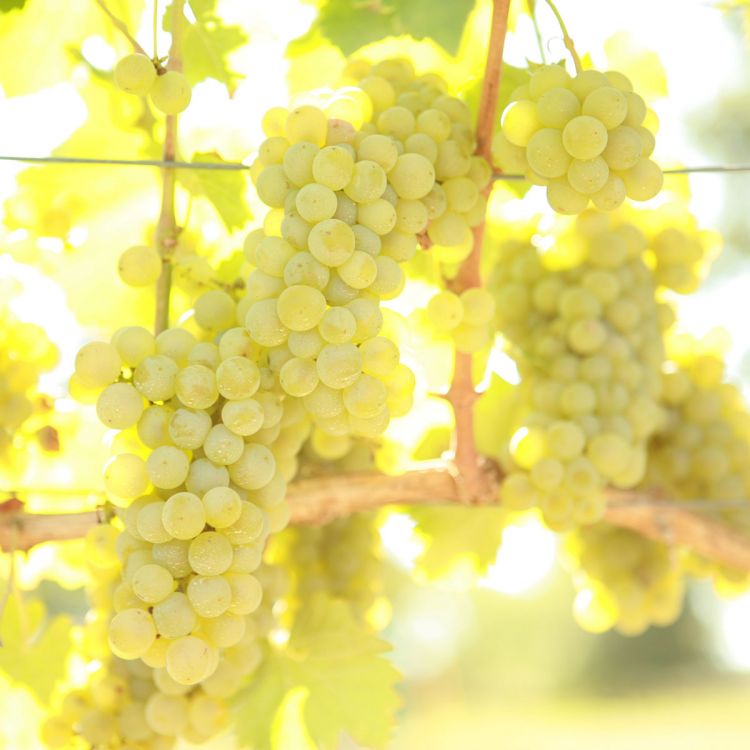 Buy Sauvignon  Blanc Grapevines