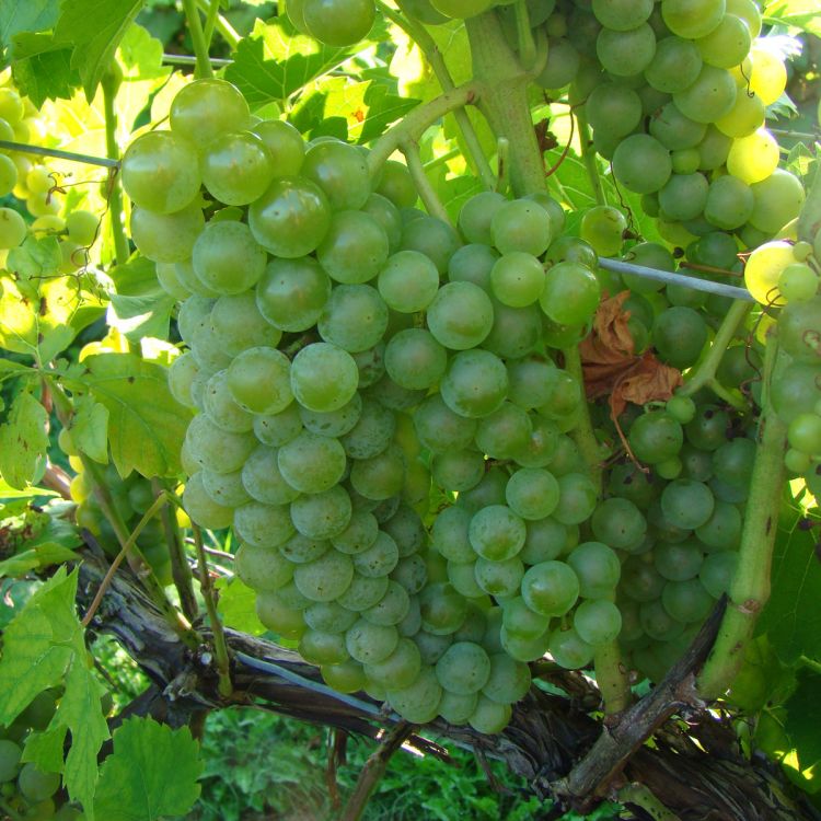 Buy Seyval Blanc  Grapevines