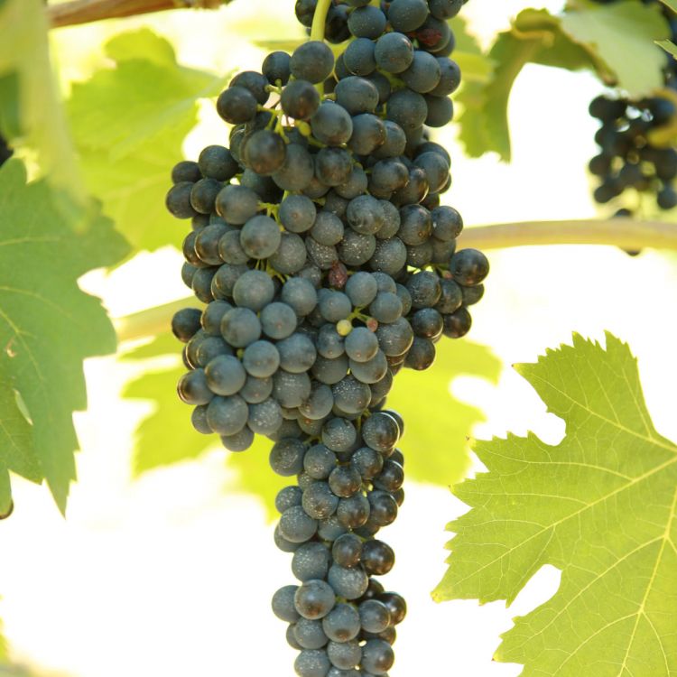 Buy Shiraz Grapevines