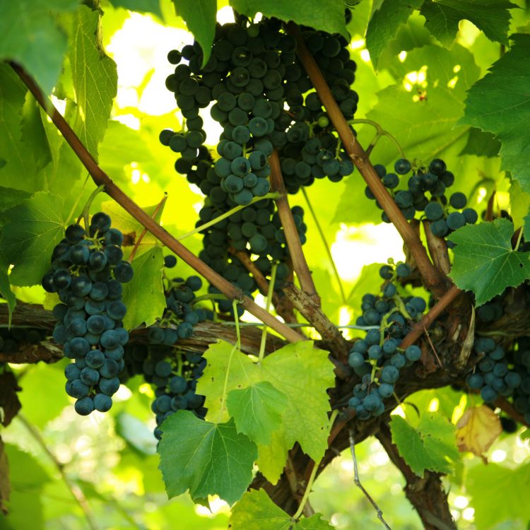 Buy St. Croix Grapevines