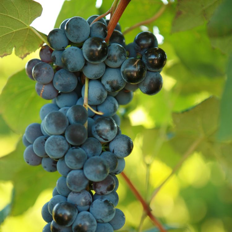 Buy Steuben Grapevines