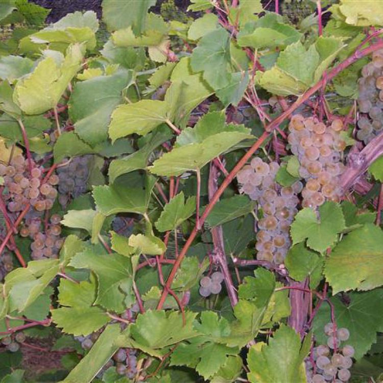 Buy St. Pepin Grapevines