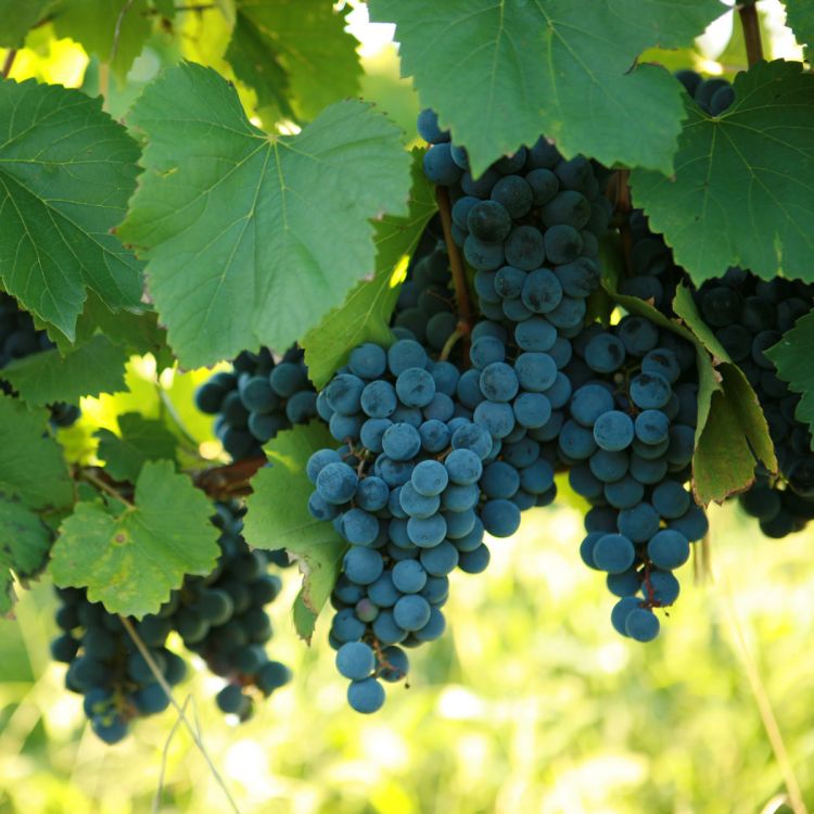 Buy St. Vincent Grapevines