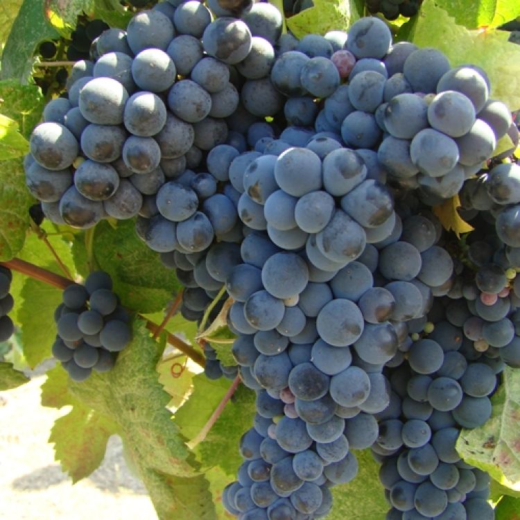 Buy Tannat Grapevines