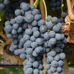 Tempranillo - Grafted