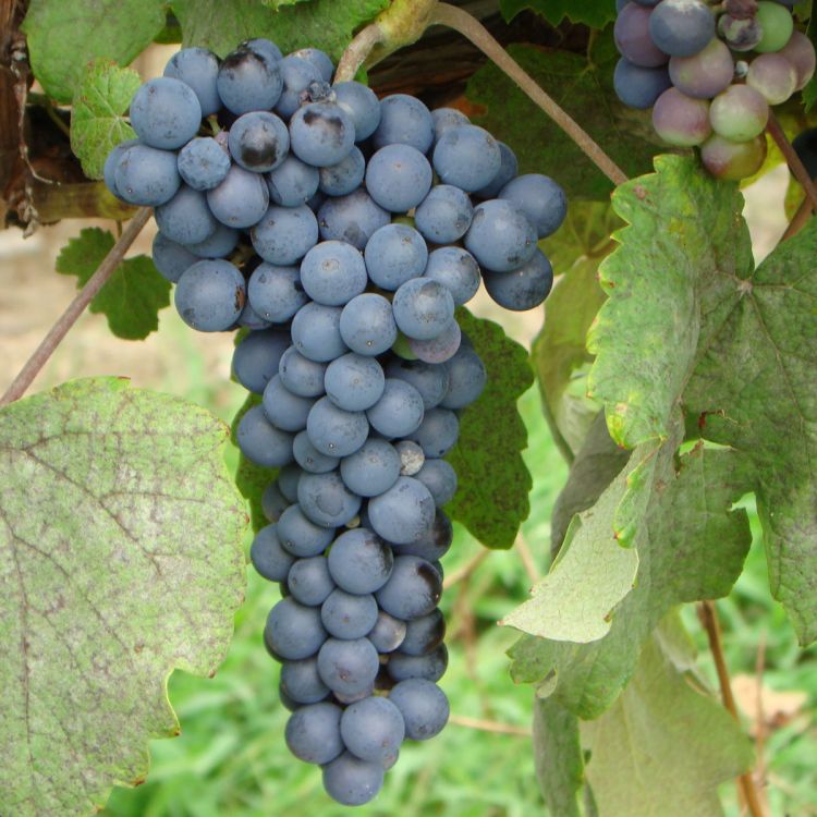 Buy Thomcord Grapevines