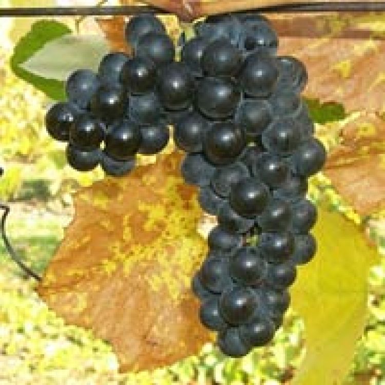 Buy Valiant Grapevines