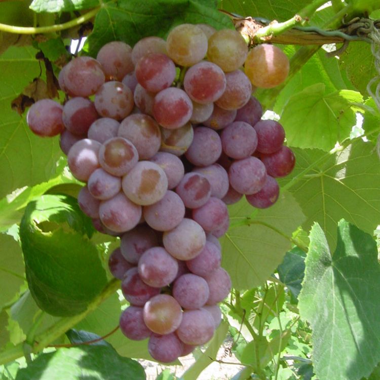 Buy Vanessa Grapevines
