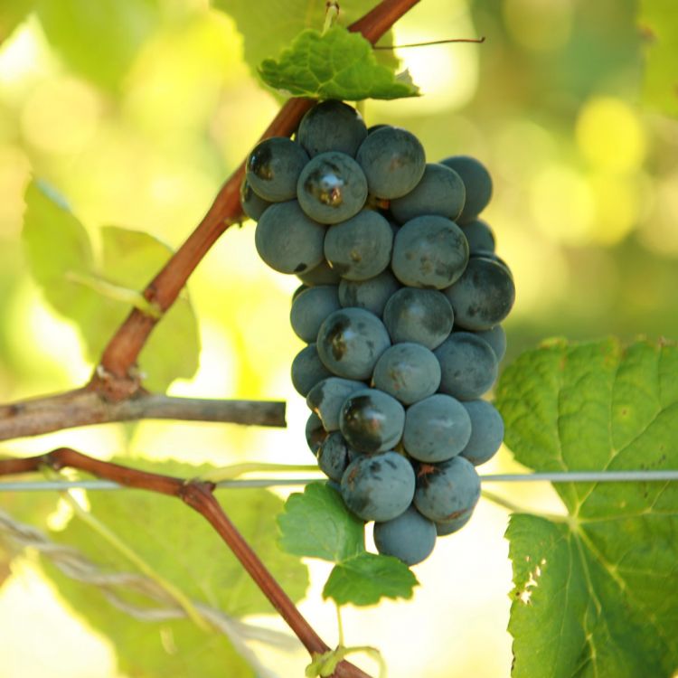 Buy Venus Grapevines