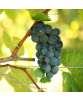 Buy Venus Grapevines