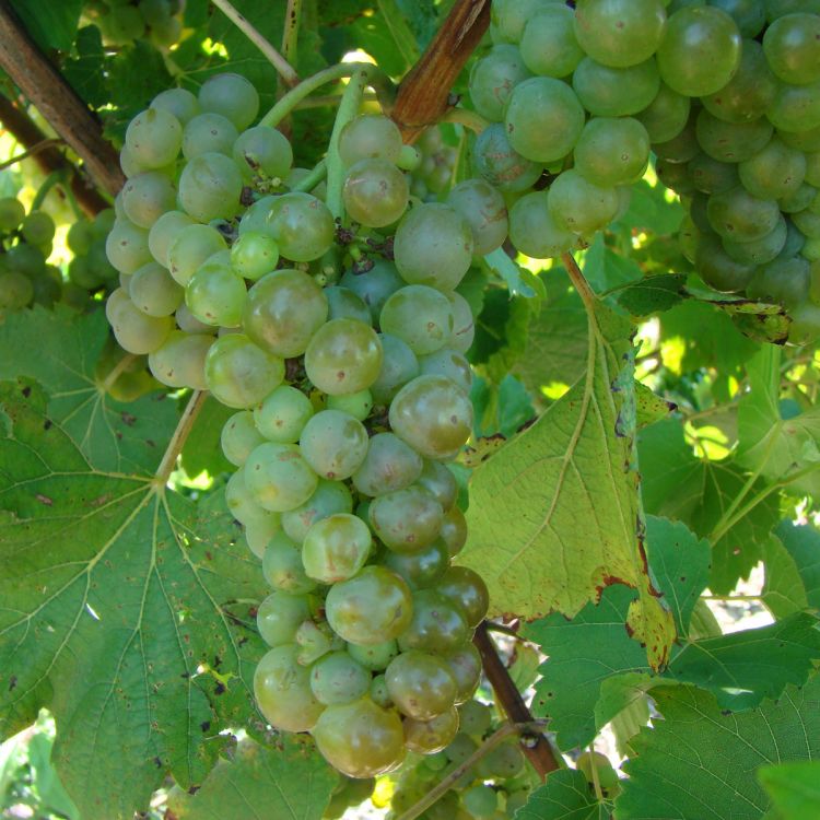 Buy Vignoles Grapevines
