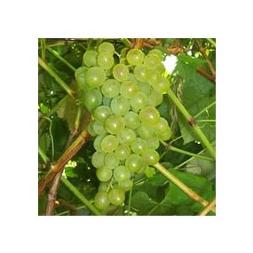 Villard Blanc- Certified