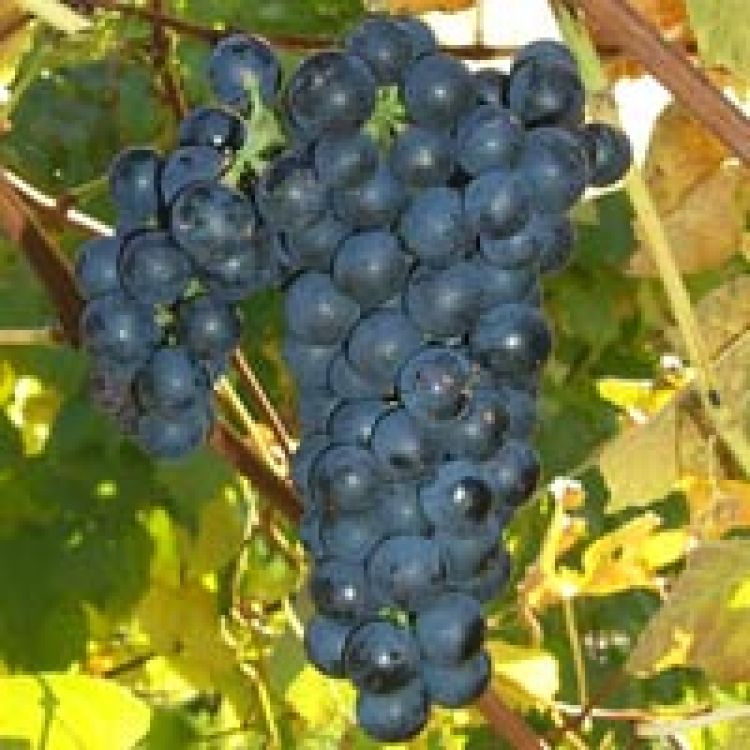 Buy Vincent Grapevines