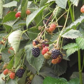 Ouachita Blackberries
