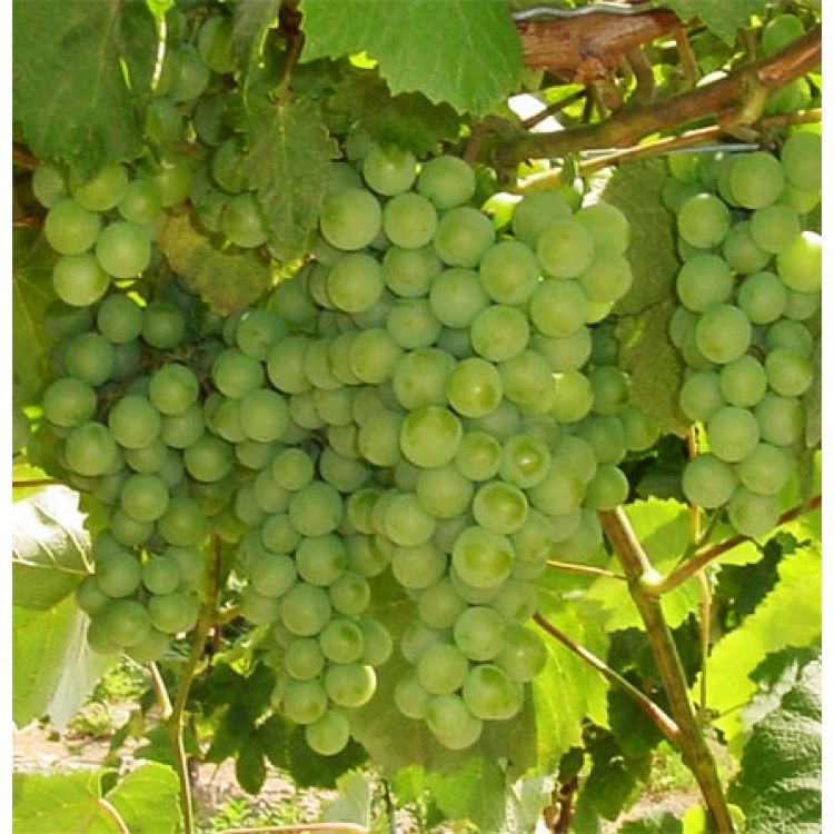 Buy Interlaken Grapevines