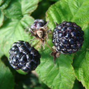 Jewel Black Raspberries
