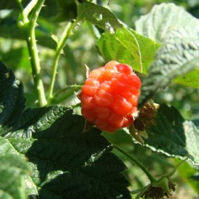 Latham Red Raspberries