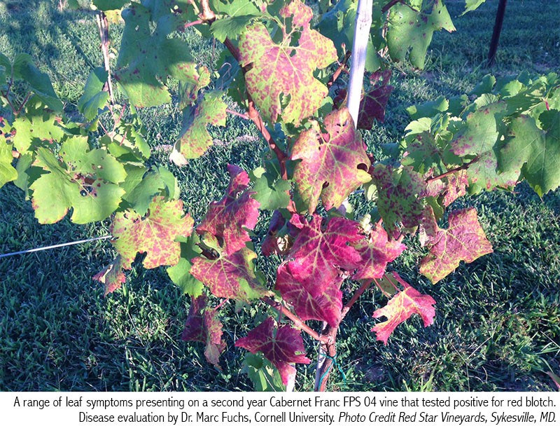 Grapevine Red Blotch Disease - Double A Vineyards