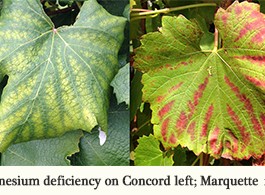 Soil Test Based Fertilizer Recommendations