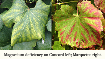 Soil Test Based Fertilizer Recommendations