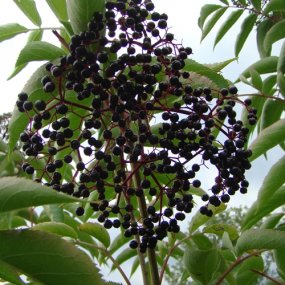 Wyldewood Elderberries