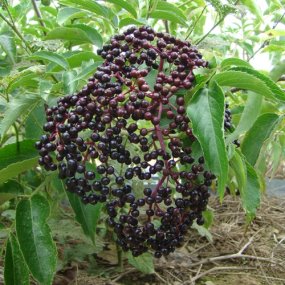 York Elderberries