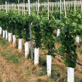 Zipset™ Tree and Vine Wraps - 100 pack