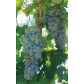 Ambulo Blanc -  Grafted