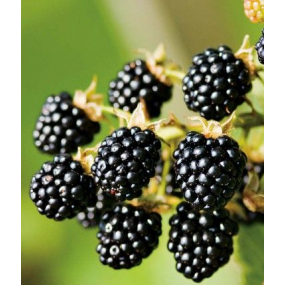 Apache Blackberries