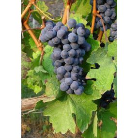 Barbera - Grafted