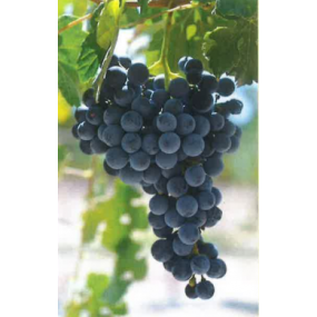 Camminare Noir - Grafted