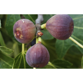 Chicago Hardy Common Fig